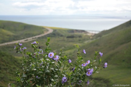 Purple Nightshade