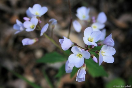 Milkmaids