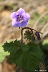 Phacelia