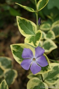 Vinca