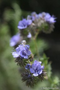 Fern Leaf Phacelia