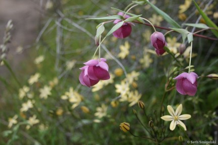 Pink Globe Lillies & Pretty Faces