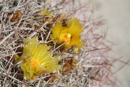 Barrel Cactus