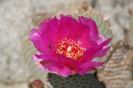 Beavertall Cactus