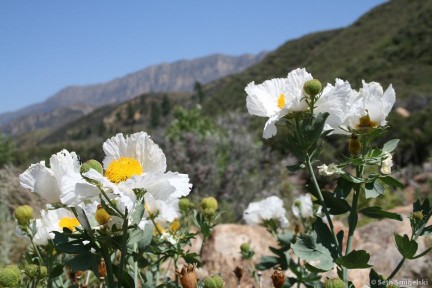 Matilija Poppies